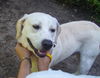 Beaner the Yellow Lab Puppy