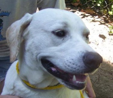 Beaner the Yellow Lab Puppy