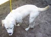 Beaner the Yellow Lab Puppy