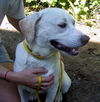 Beaner the Yellow Lab Puppy