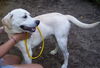 Beaner the Yellow Lab Puppy