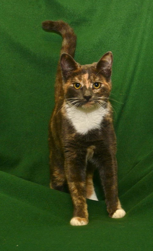 Amelia