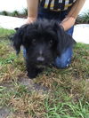 Pepper the Shi-Poo