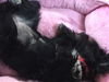 Pepper the Shi-Poo