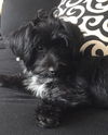 Pepper the Shi-Poo