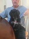 Pepper the Shi-Poo