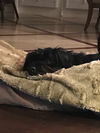 Pepper the Shi-Poo