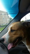 Rex the Lab Hound Blend