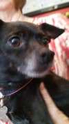 Peppi