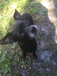 Peppi