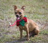 Richie the brown Chihuahua