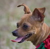 Richie the brown Chihuahua