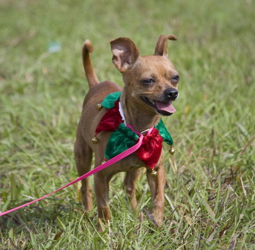 Richie the brown Chihuahua
