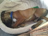 Rockefella aka Rocco