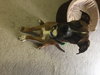 Rockefella aka Rocco