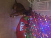 Rockefella aka Rocco