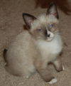 Sokka the Siamese Kitten