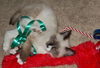 Sokka the Siamese Kitten