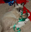 Sokka the Siamese Kitten