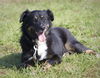 Layla the Aussie Blend