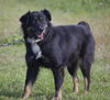 Layla the Aussie Blend