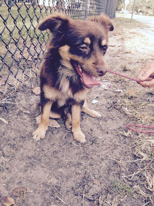 Sam the Pomeranian Mix