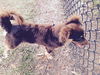 Sam the Pomeranian Mix
