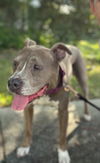 adoptable Dog in  named Nina *FH