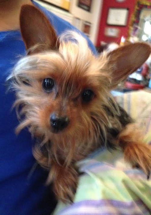 Mia the Yorkie