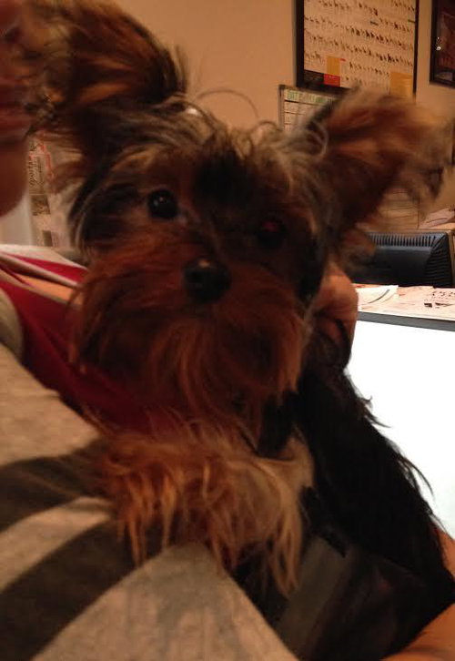 Toby