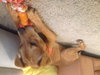 Roxy