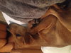 Roxy