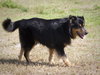 Charley
