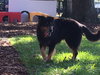 Charley