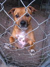 Pedigree the Little Terrier