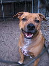 Pedigree the Little Terrier