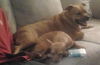 Pedigree the Little Terrier