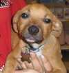 Pedigree the Little Terrier