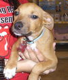 Pedigree the Little Terrier