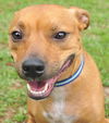 Pedigree the Little Terrier