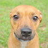 Pedigree the Little Terrier
