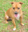 Pedigree the Little Terrier