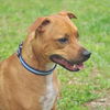 Pedigree the Little Terrier