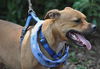 Pedigree the Little Terrier