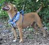 Pedigree the Little Terrier