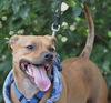 Pedigree the Little Terrier
