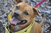 Pedigree the Little Terrier