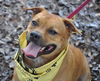 Pedigree the Little Terrier