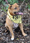 Pedigree the Little Terrier
