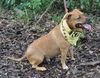 Pedigree the Little Terrier